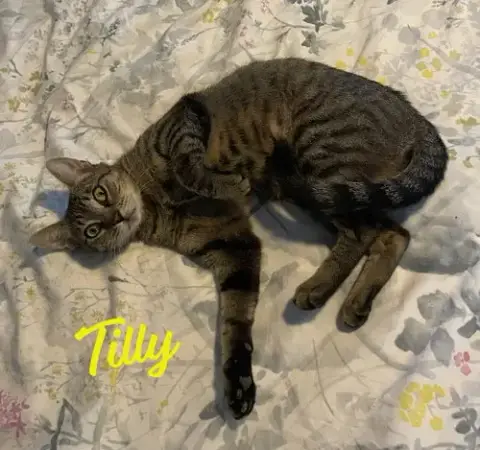 Tilly #Adventurous-Aristocat