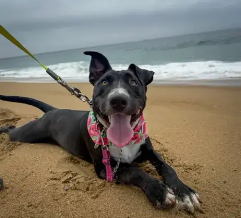 Murphy photo 4