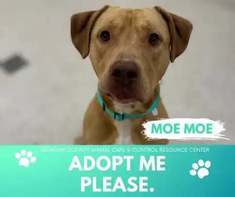 Moe Moe