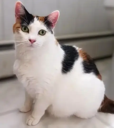 Mimi
