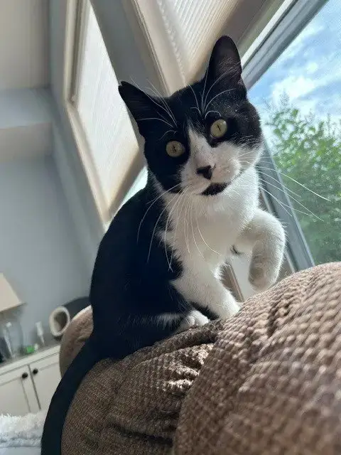 Tibbs