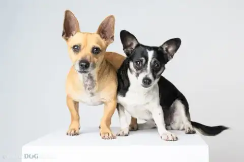 Bonded Pair