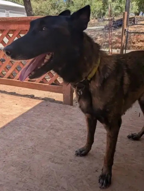 Kolton