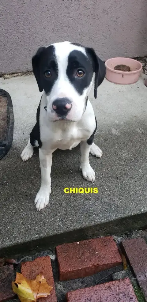 Chiquis