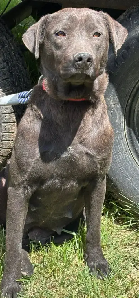 Pepper: Not At Shelter photo 5