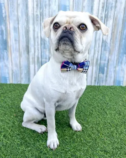 Pugsley