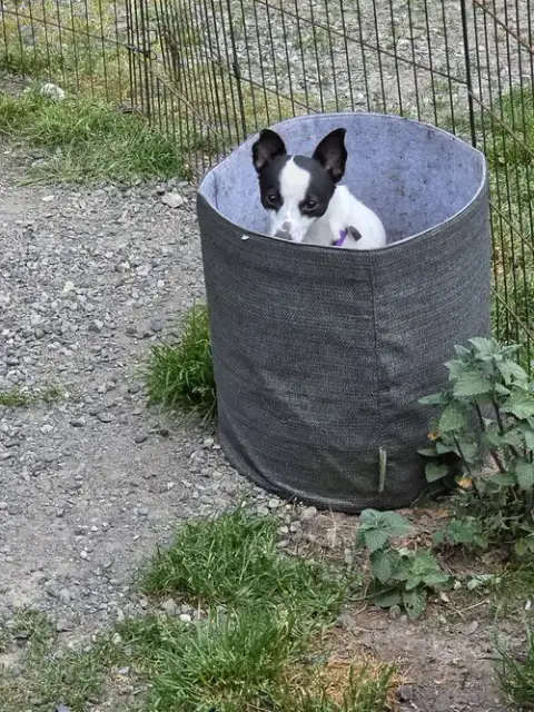 Milo photo 3