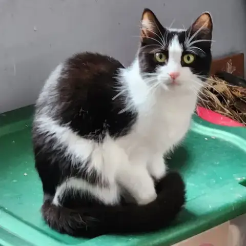 Oreo photo 2