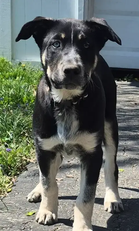 Nature Dawgs photo 2