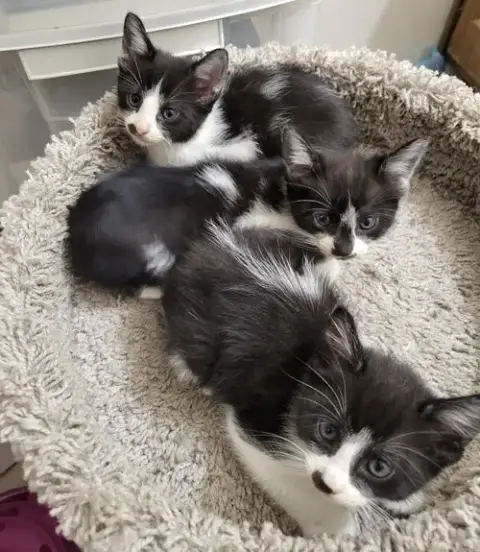 Cookie Jar Kittens! photo 2