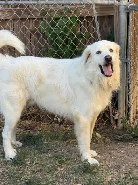 Charlie
