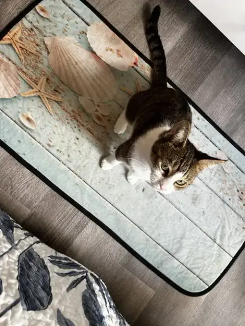 Chewy photo 2