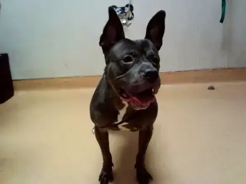 Etta