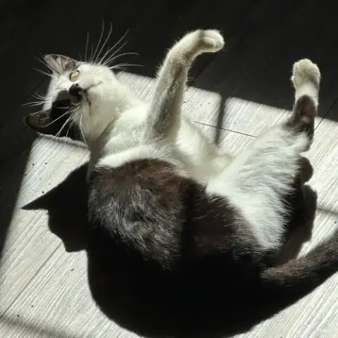 Seraphina photo 3