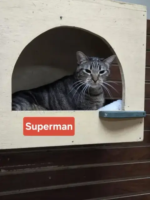 Superman photo 2