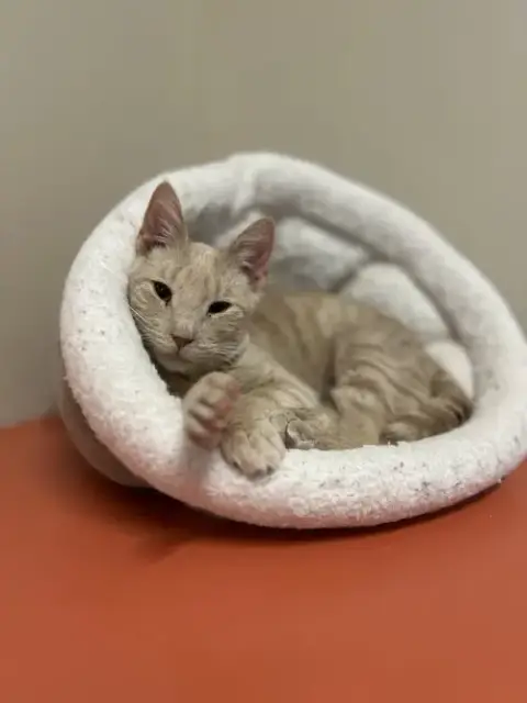 Milo