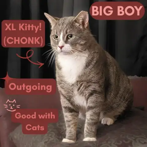 Big Boy