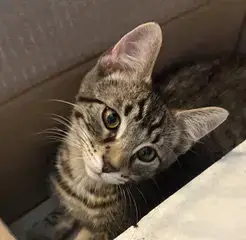 Kitten Steve photo 3