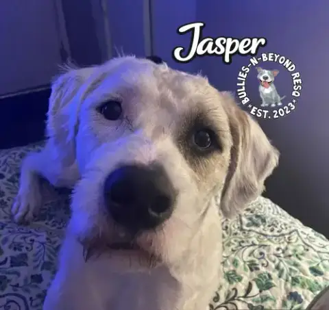 Jasper photo 3