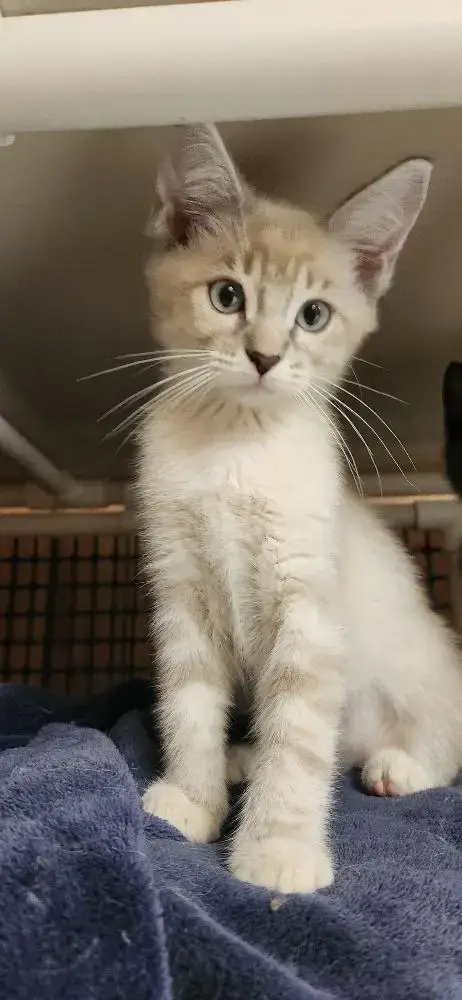 Kitten 27750 photo 2