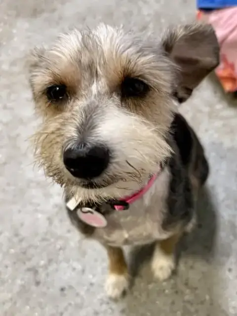 Hypoallergenic Yorkshire Terrier Meg photo 2
