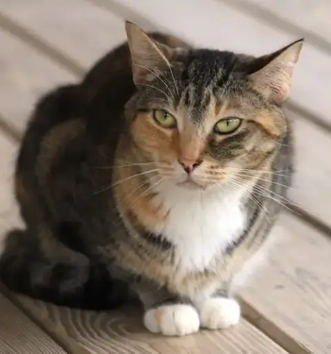 Rascal