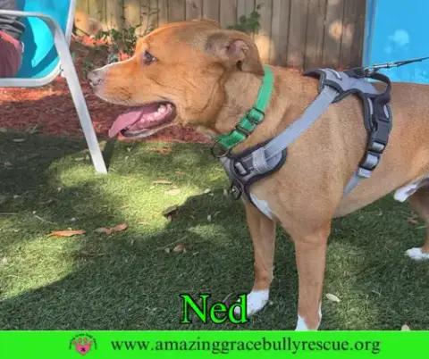 Ned photo 3