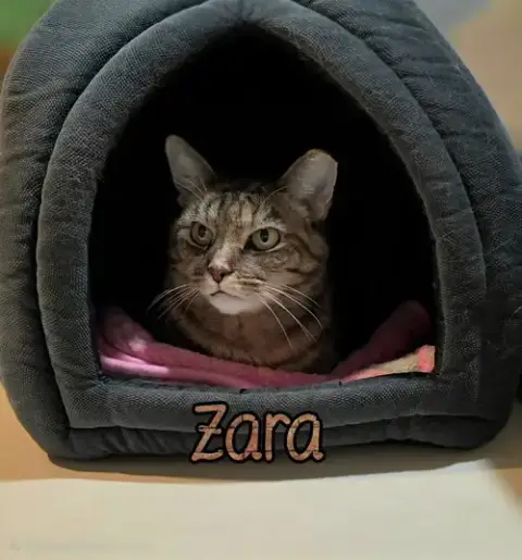 Zara photo 4