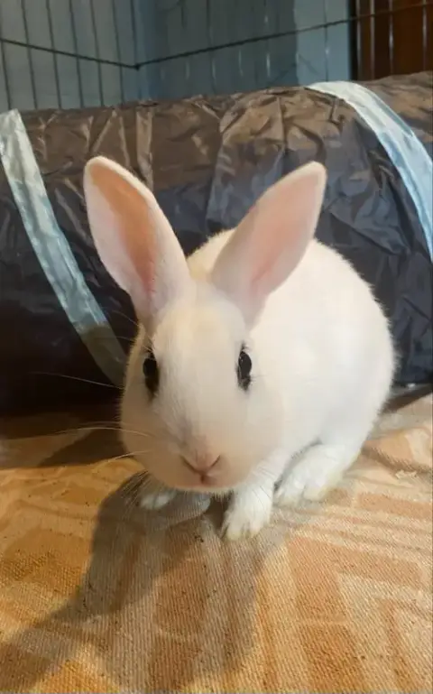 Luna'S Saturn Rabbit photo 2