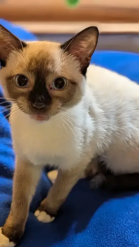Yuki