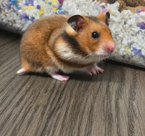 Buttercup