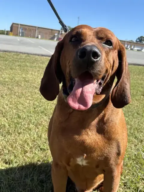 Bo: "My Home To Yours," Not At The Shelter photo 2