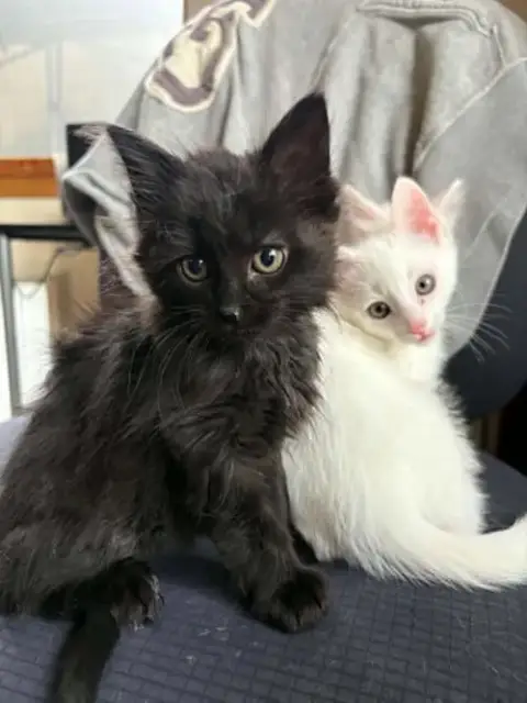 Spy Drone
