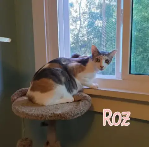 Roz photo 2