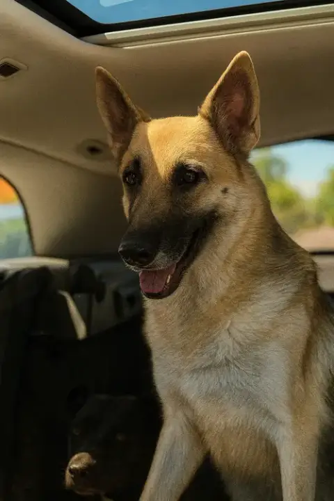 Gretchen photo 3