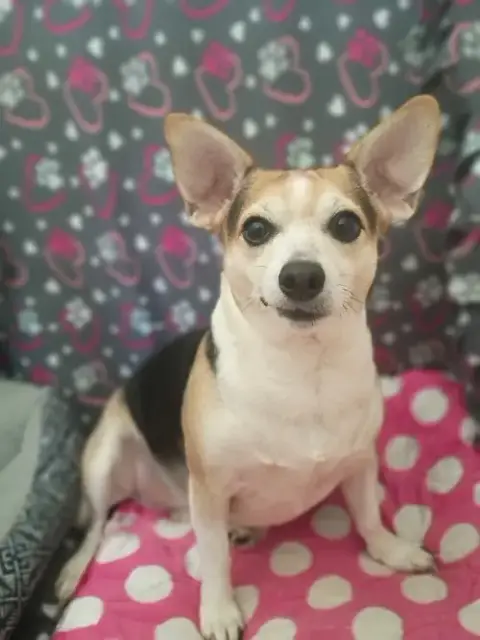 Sweet Girl Lamore Aug 22 photo 4
