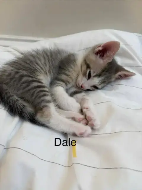 Dale photo 5