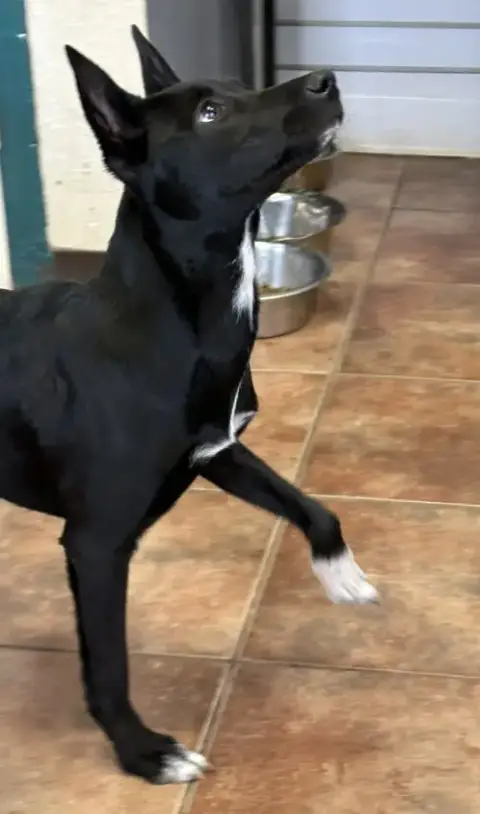 Penny