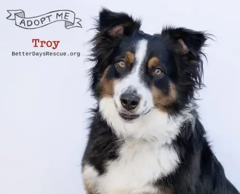 Troy **Pending Adoption**