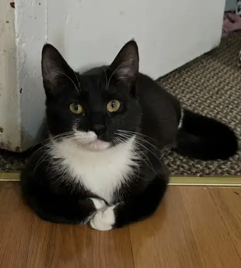 Oreo photo 2