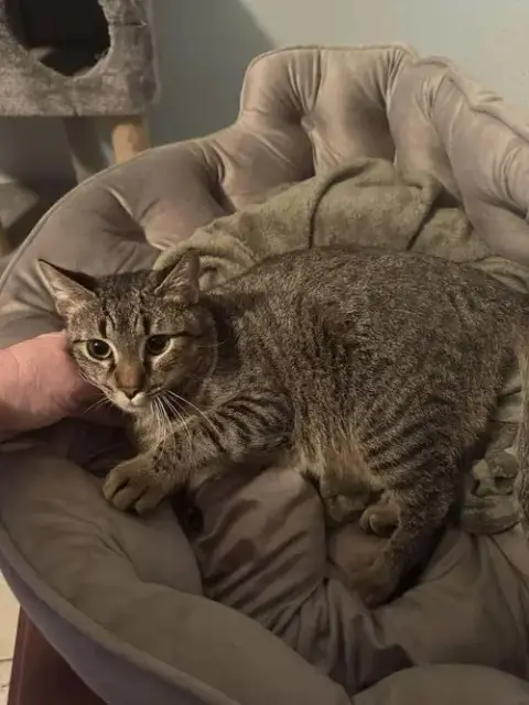 Pistachio