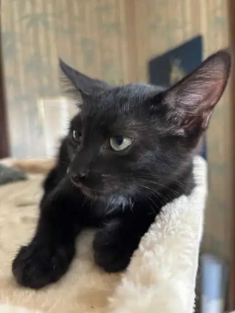 Duchess