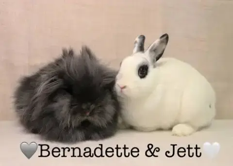 Bernadette