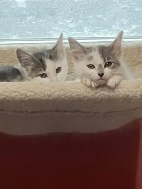 Kittens