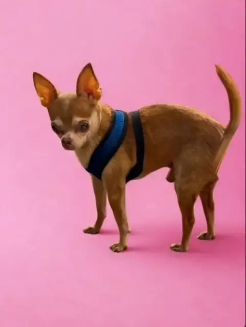 Miguel