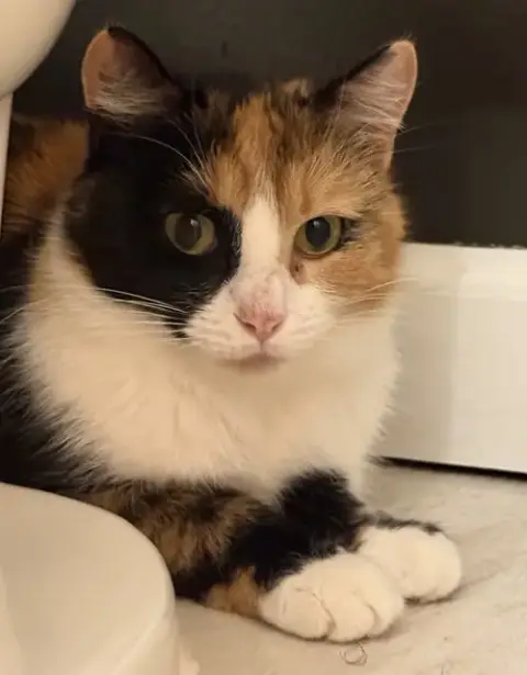 Mittsie photo 5