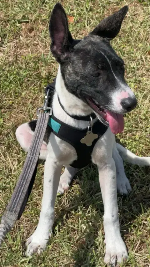 Neo Doglando Training Camp photo 5