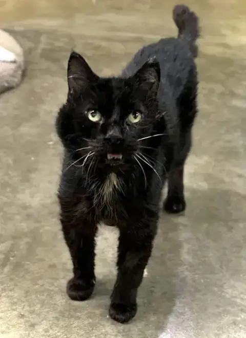 Wants Pets Please photo 5