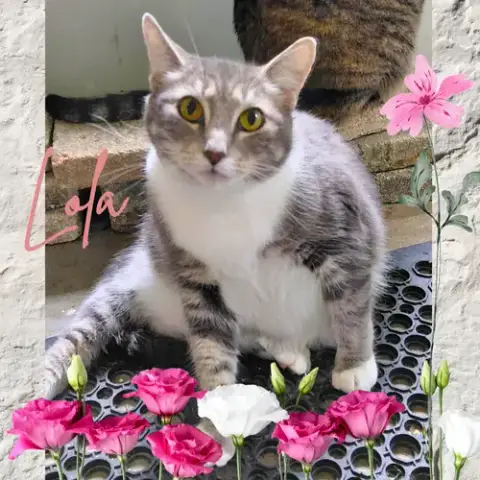 Lola