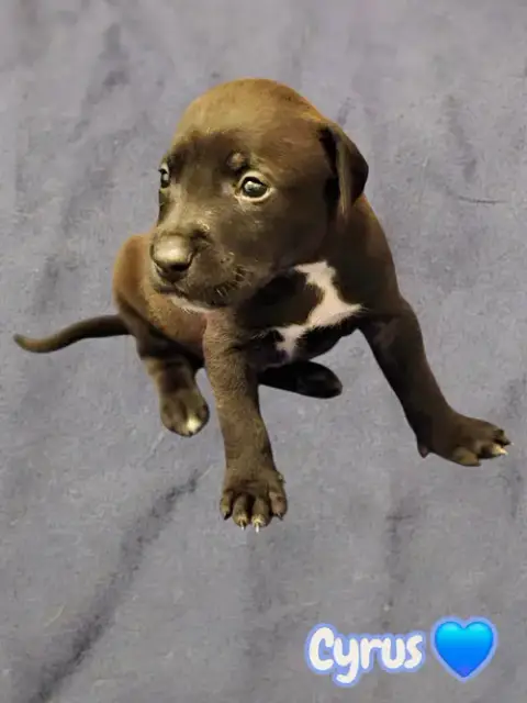 Cyrus- Stormie Litter photo 3